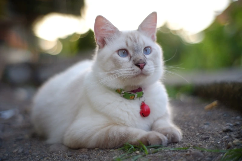 Gatto Ragdoll Lilac Point