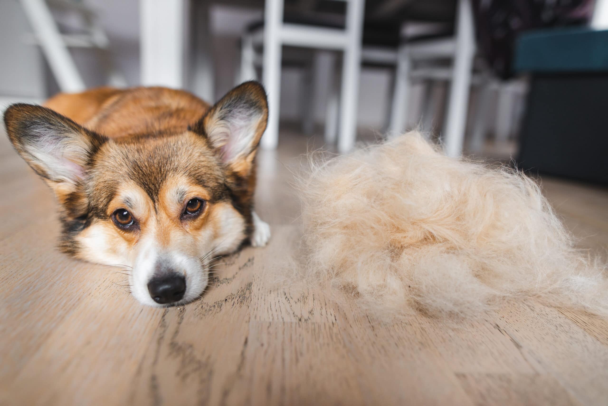 Cane di razza Pembroke Welsh Corgi con il pelo spelacchiato