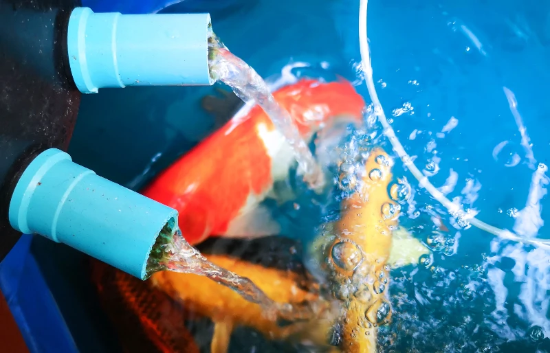 aggiungere ossigeno all'acqua del laghetto per pesci koi