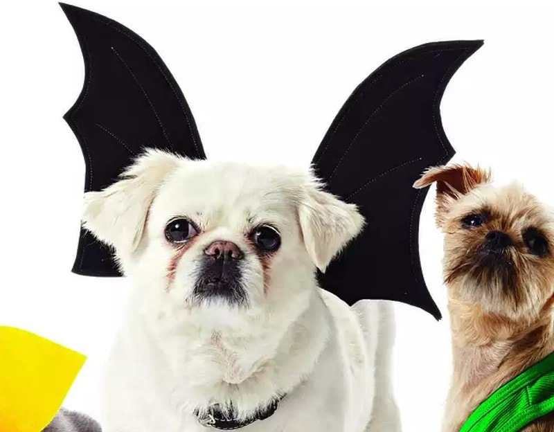 Costume di Halloween fai da te per furetti