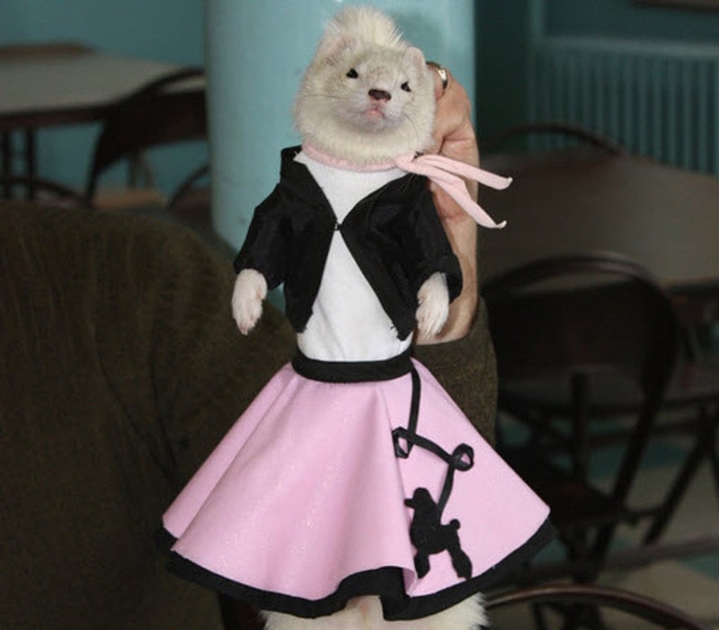 Costume di Halloween fai da te per furetti