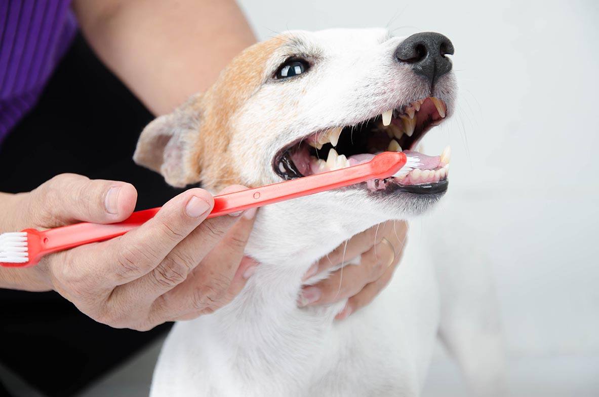 spazzolare a mano i denti del cane
