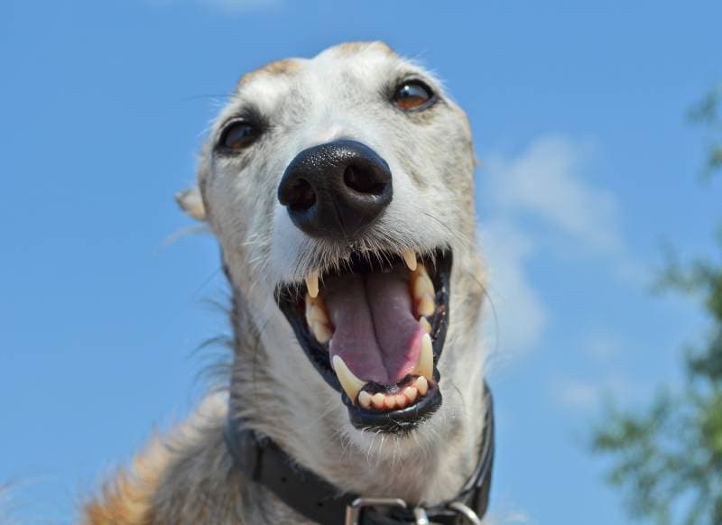cane che sorride alla telecamera mentre mostra i denti