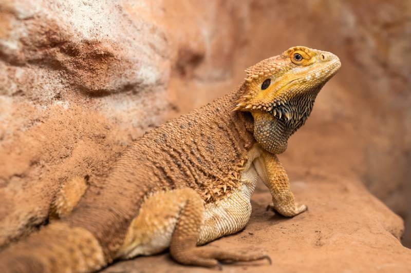 drago barbuto incinta in un terrario