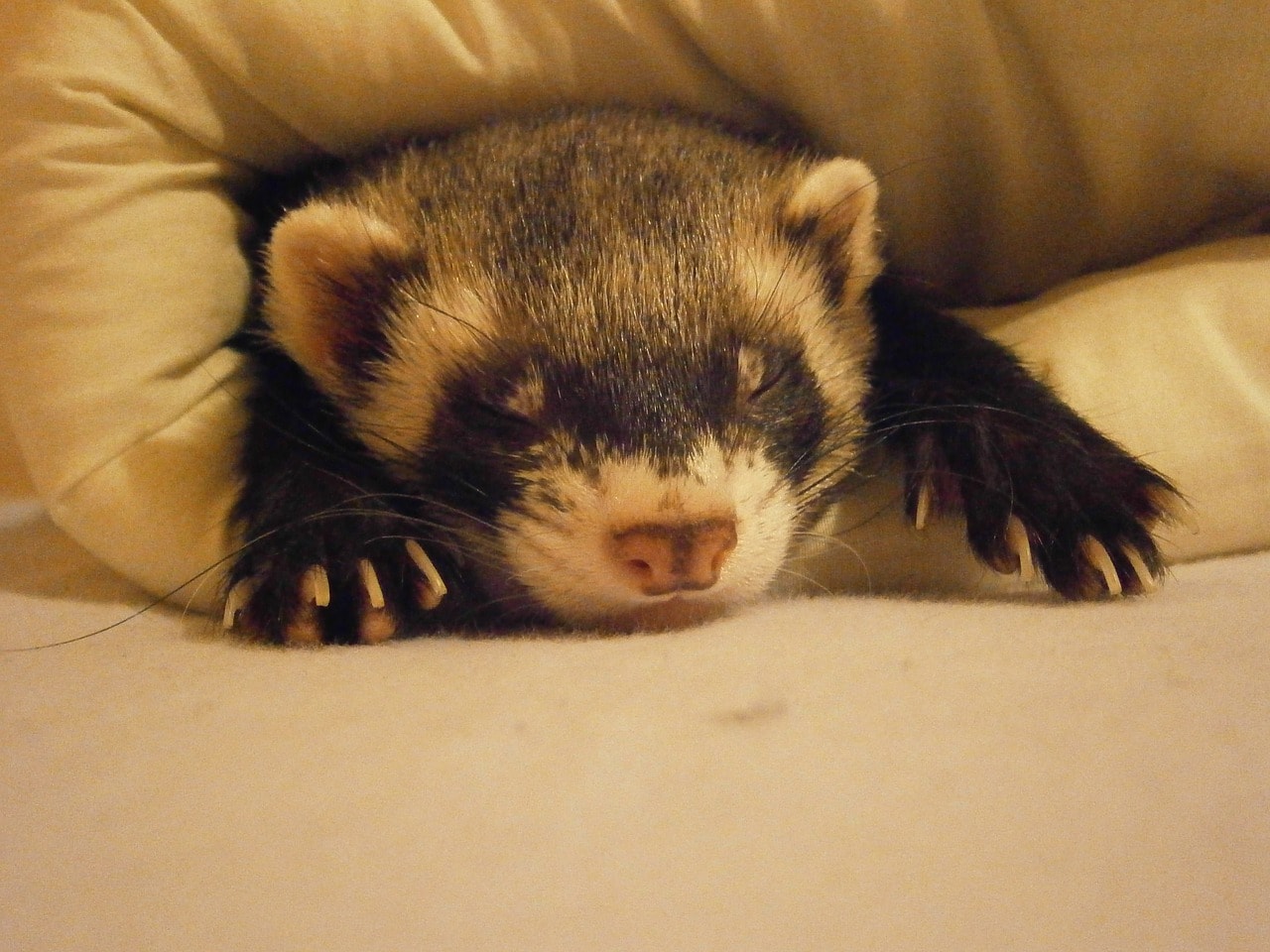 furetto che dorme