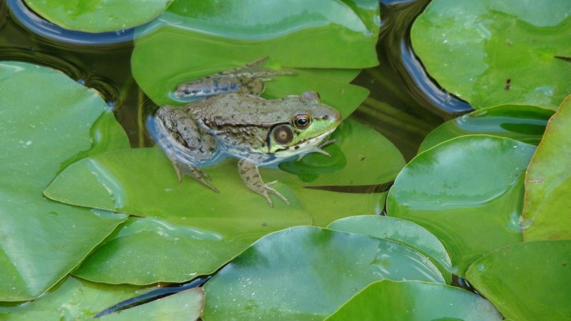 rana americana sull'acqua