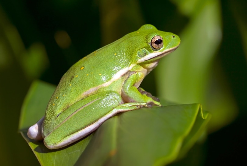 Rana verde americana