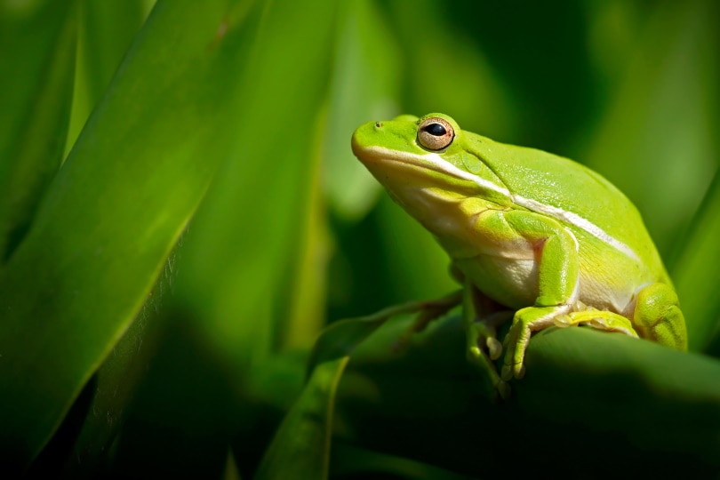 Rana verde americana su foglie verdi