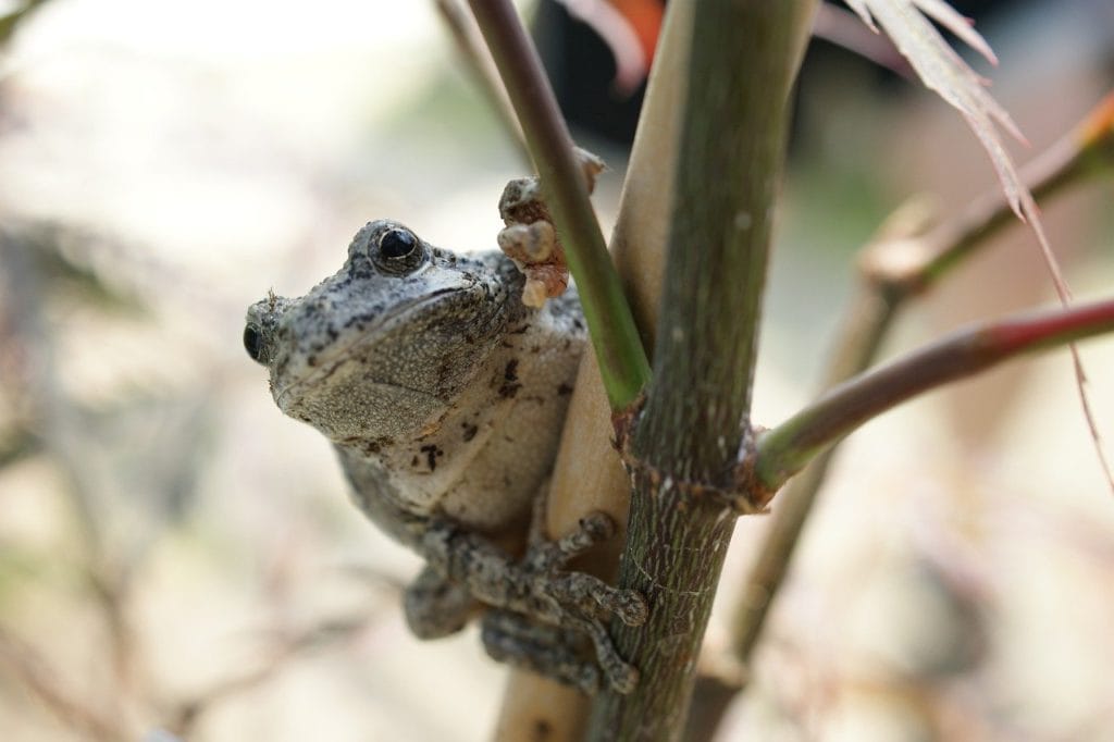 raganella grigia