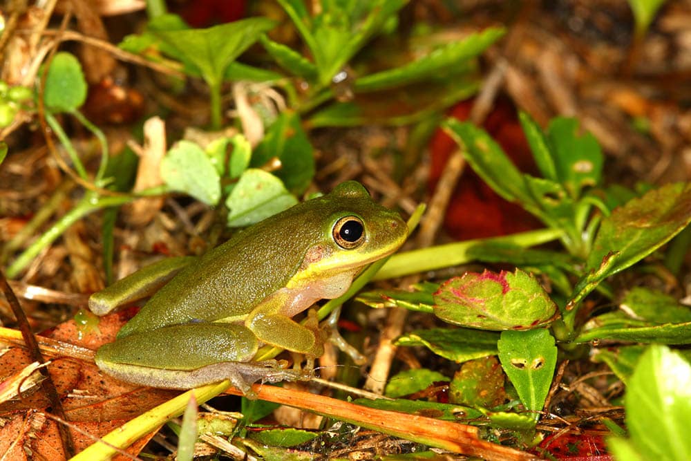 Rana degli alberi scoiattolo