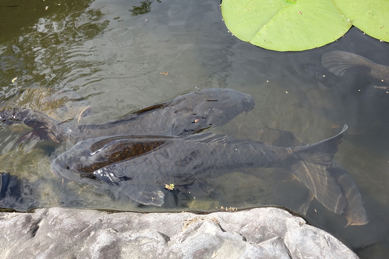 Pesce Koi nero in uno stagno