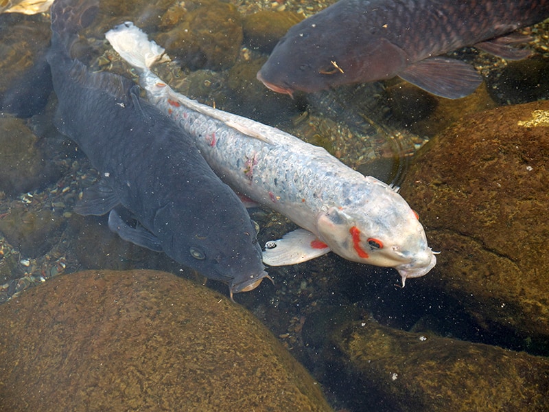 koi bianca tra due koi nere nell'acqua