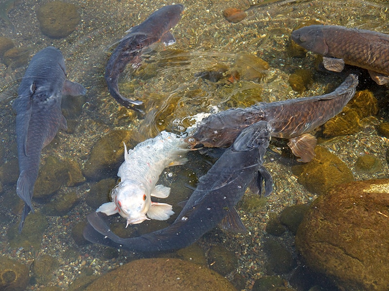 un pesce bianco con più koi nere nello stagno