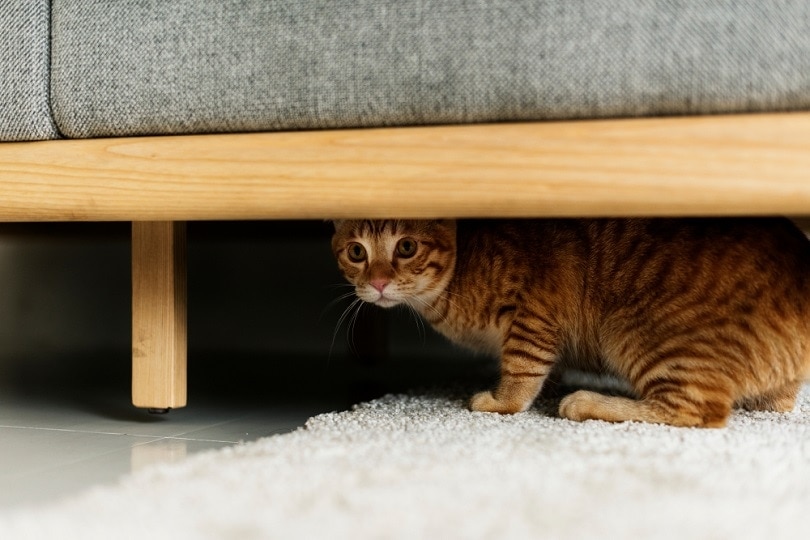 Un gatto che si nasconde sotto un divano