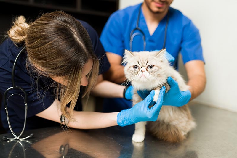 Morbido gatto persiano seduto davanti al veterinario