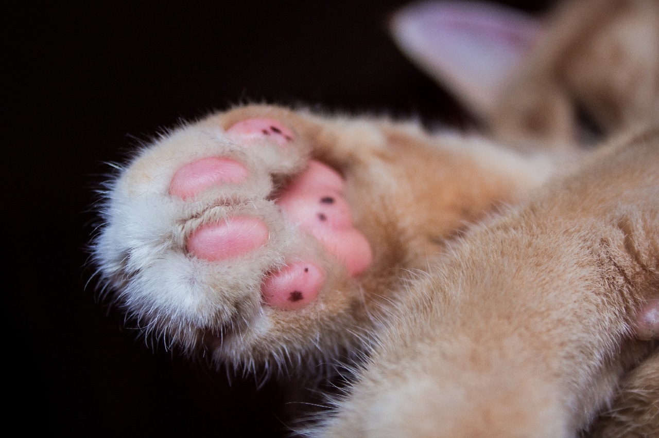 zampa di gatto
