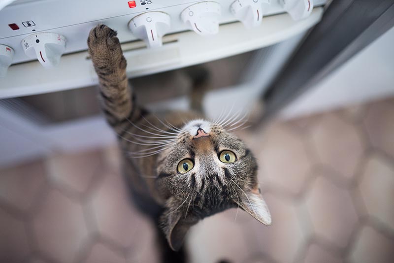 gatto soriano a pelo corto che cerca i pulsanti del forno in cucina