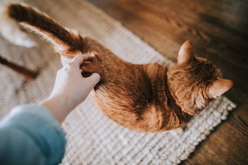 una mano che graffia il sedere del gatto
