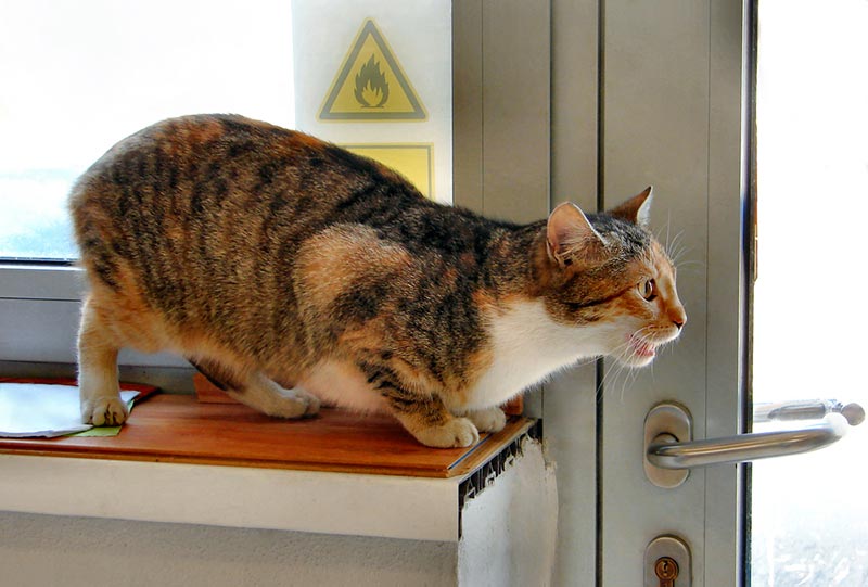 gatto in calore