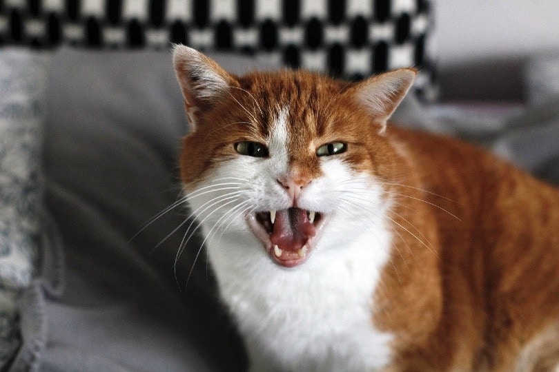 gatto che sibila