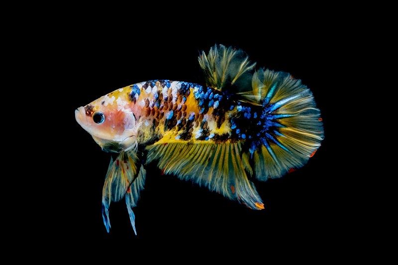 Pesce Betta