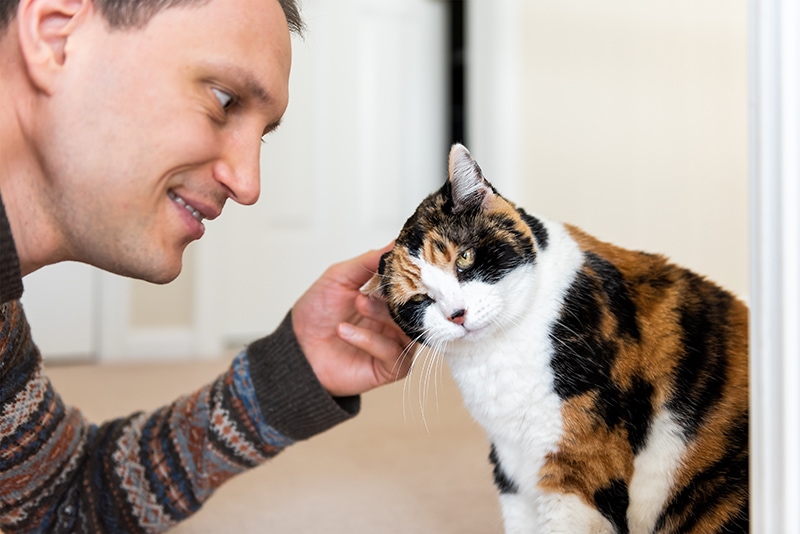 giovane uomo che massaggia le orecchie del gatto