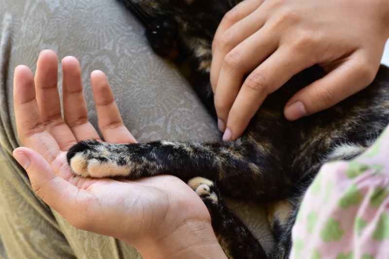 gatto che riposa in grembo a una ragazza adolescente, con la zampa sinistra nel palmo della mano