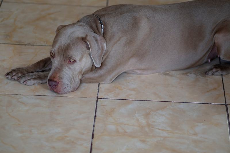 pitbull blu fulvo sdraiato sul pavimento
