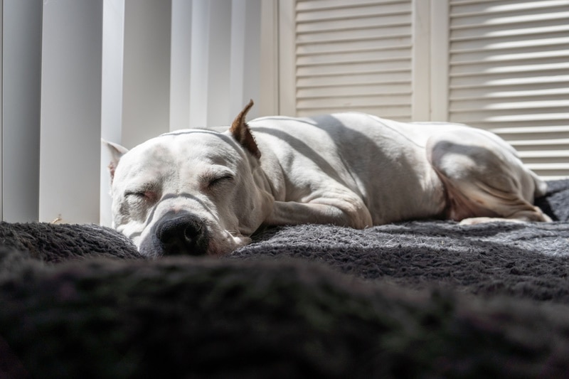 Pitbull bianco che dorme nel letto