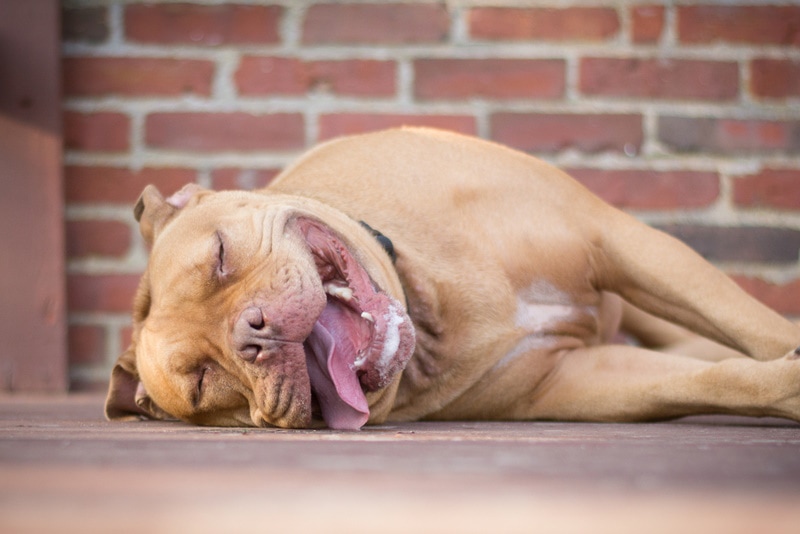 Pitbull che dorme sul ponte
