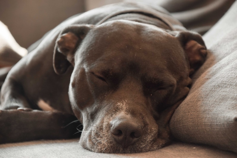 Pitbull che dorme sul divano