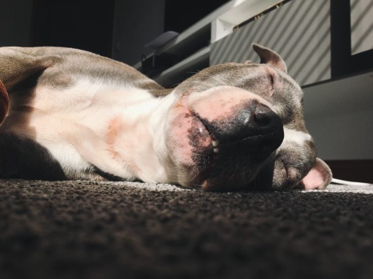 Pitbull che dorme profondamente sul pavimento
