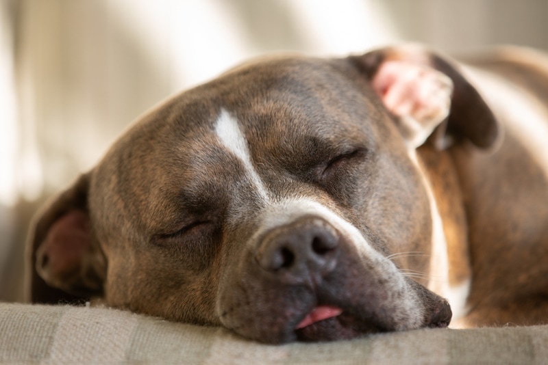 Pitbull che dorme profondamente