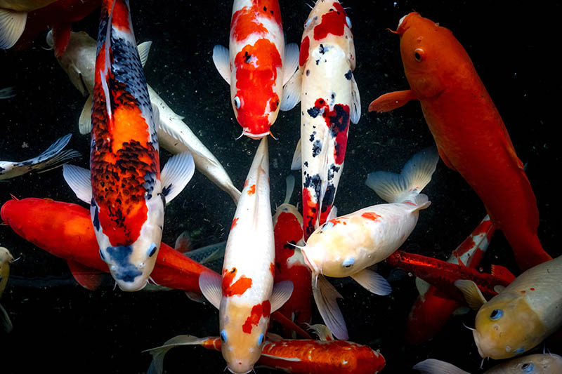 Pesci Koi