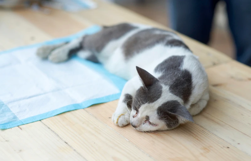 gatto morto o incosciente sdraiato sul tavolo su un cuscinetto per la pipì