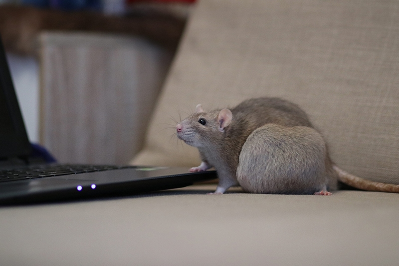 Ratto femmina con tumore di grandi dimensioni