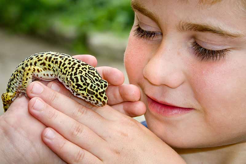 Bambino che tiene in braccio un geco leopardo