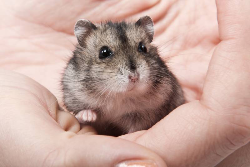 piccolo criceto nano sulle mani della donna