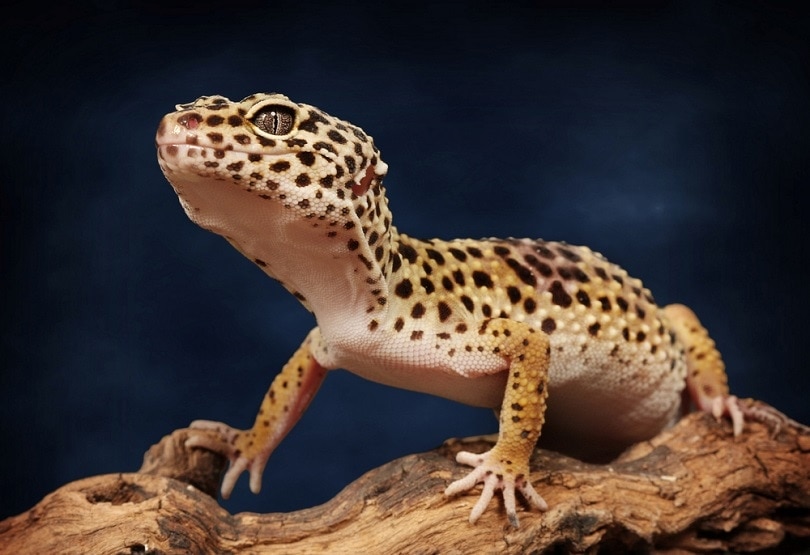 Geco leopardo