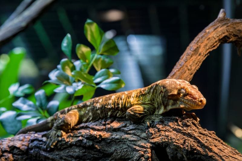 Rhacodactylus leachianus (Gechi Leachie)