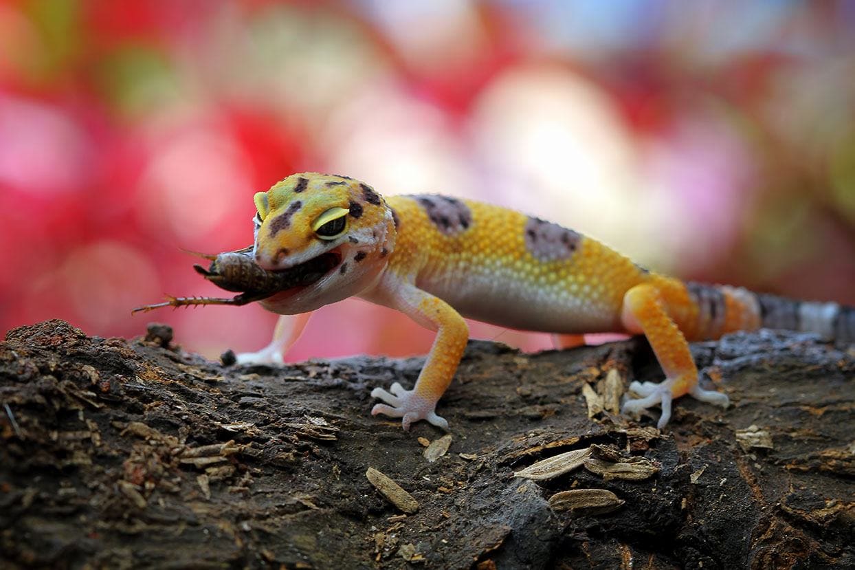 il geco leopardo mangia