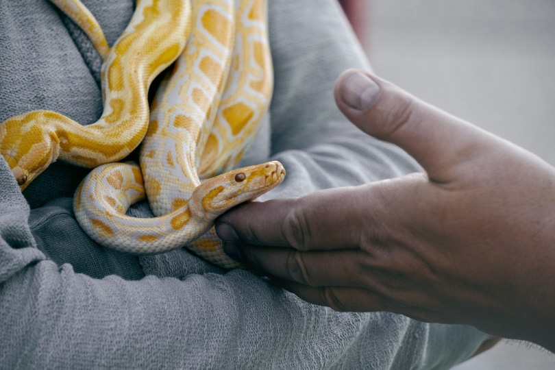 pitone palla albino in mano a un uomo