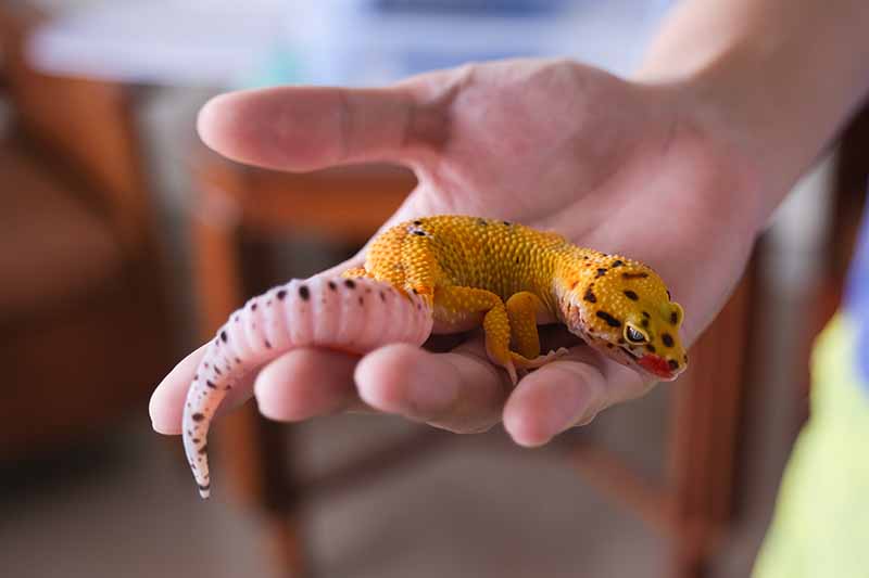 Geco Leopardo dalla pelle color mandarino nel palmo della mano di un uomo
