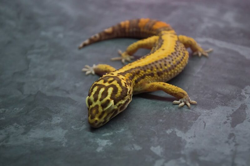 Geco leopardo striato