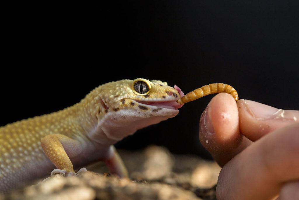 geco leopardo che mangia vermi da pasto