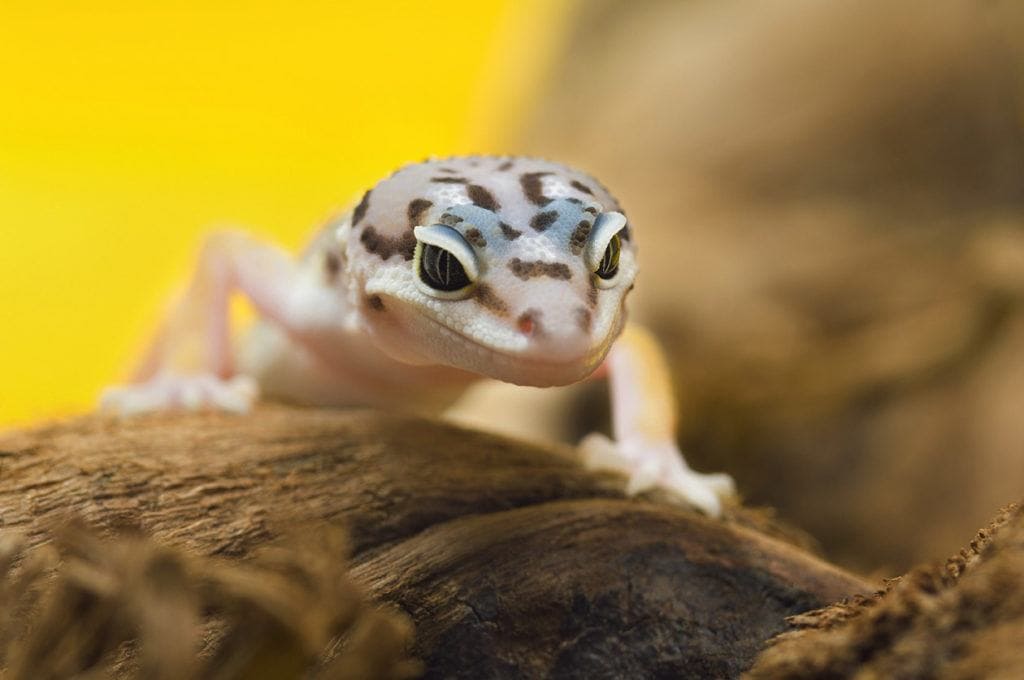 cucciolo di geco leopardo in primo piano