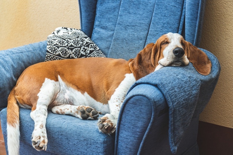 Basset-Hound addormentato_Daniel-Myjones_shutterstock