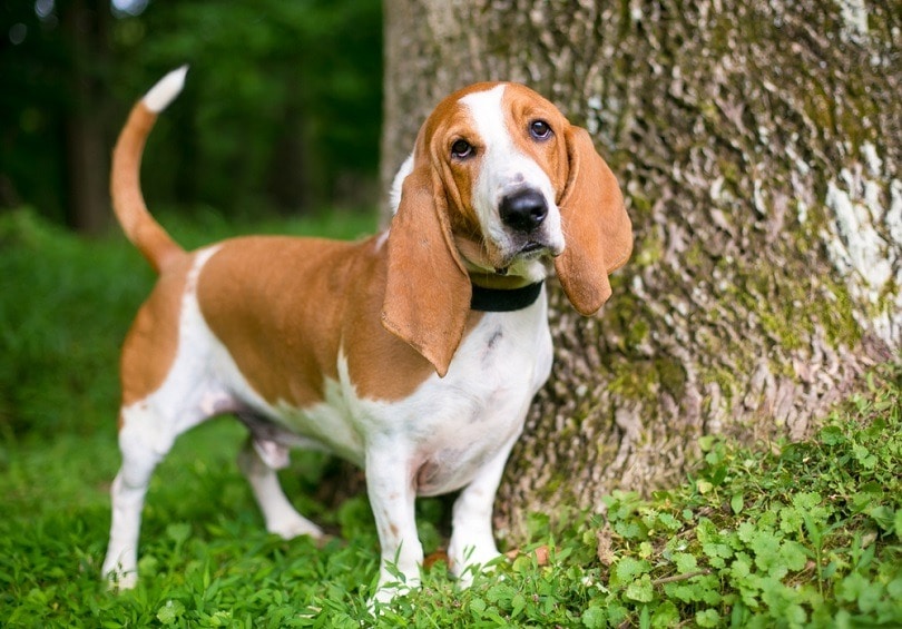 Basset-Hound all'aperto