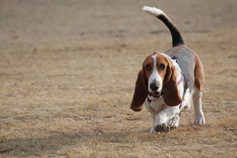 Basset Hound che cammina sull'erba