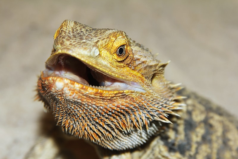 Drago barbuto che minaccia
